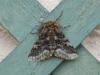 Lycia hirtaria